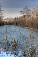 Strumpshaw Fen, Norfolk