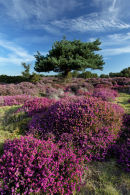 Westleton, Suffolk