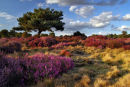 Westleton, Suffolk