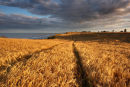 Covehithe, Suffolk