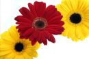 Gerberas