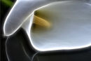 Calla Lily