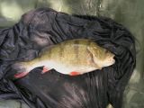Brian Whitmarsh lands a good brace of perch