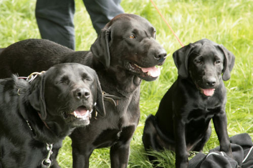 Black Labradors