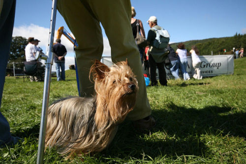Yorkshire-Terrier