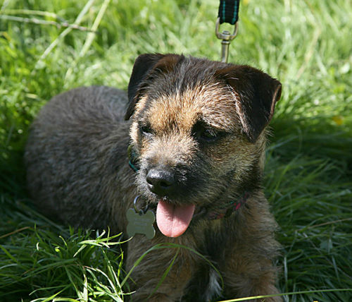 Border-Terrier