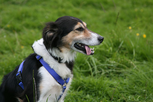 Collie