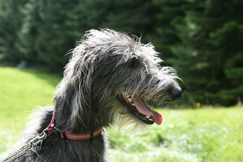 Irish-Wolfhound