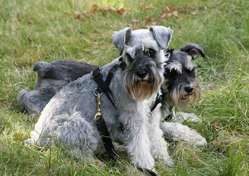 Minature-Schnauzers