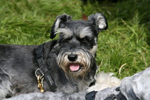 Minature-Schnauzer