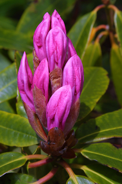 Rhodedendron