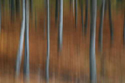 Tree-abstract