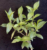 Henna plant: Lawsonia Inermis