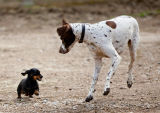 David and Goliath