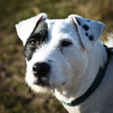Parson Jack Russell Terrier