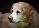 Retriever - Golden