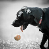 Black Labrador Puppy