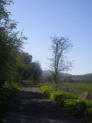 THE LANE