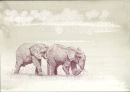 Elephants Pushing