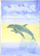 Dolphin Ecstasy