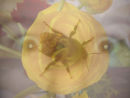BEE EYES
