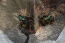 MILLIE