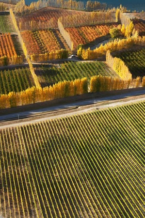 Orchards and Vineyards, Bannockburn, near Cromwell, Central Otago, South Island, New Zealand - aerial