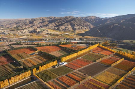 Orchard and Poplar Trees, Ripponvale, near Cromwell, Central Otago, South Island, New Zealand - aerial