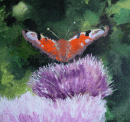 Peacock butterfly (SOLD)