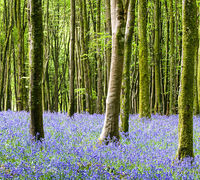 DORSET BLUEBELLS