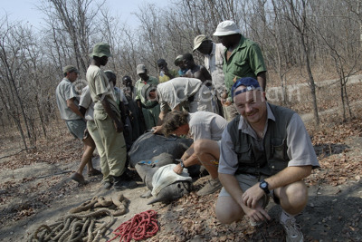 At a rhino capture