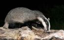 Badger