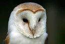 Barn Owl