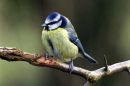Blue tit