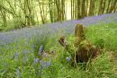 Bluebell woods 2
