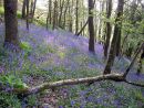 Bluebell woods