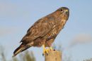 Buzzard