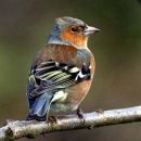 Chaffinch