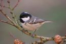 Coal tit