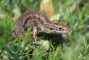 Common lizard