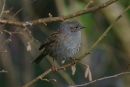 Dunnock