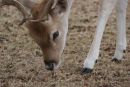Fallow deer