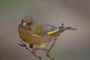 Green finch