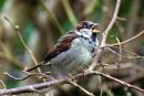 House sparrow