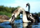 Mute swan cygnets
