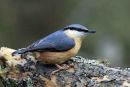 Nuthatch