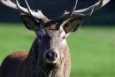 Red deer stag