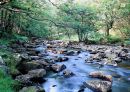 Summer stream
