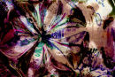 Amaryllis