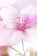 Apple Blossom